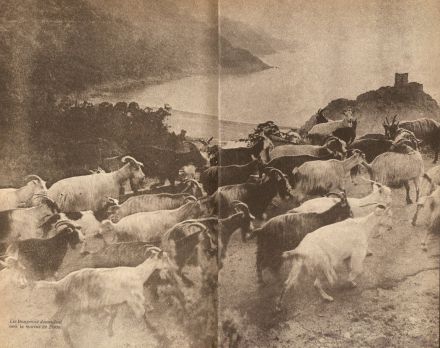 Passage d&lsquo;un troupeau de chèvres à Porto (date indéterminée) - Photo extraite du livre "Guide de la Corse mystérieuse" - Tchou, éditeur, 1966